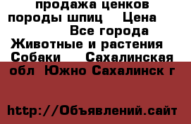 продажа ценков породы шпиц  › Цена ­ 35 000 - Все города Животные и растения » Собаки   . Сахалинская обл.,Южно-Сахалинск г.